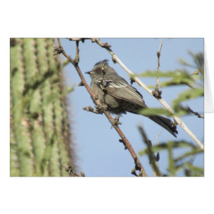 Female Phainopepla