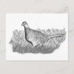 Female Pheasant Postcard