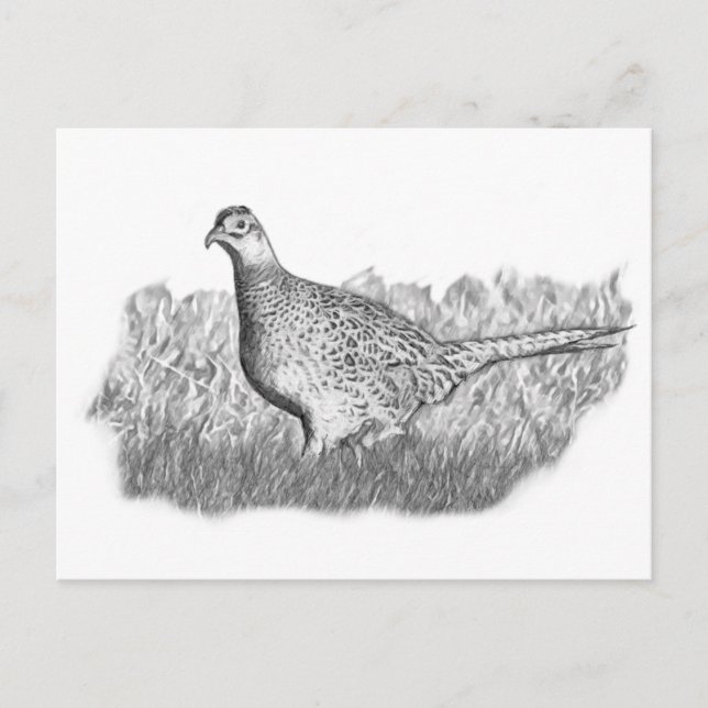 Female Pheasant Postcard (Front)