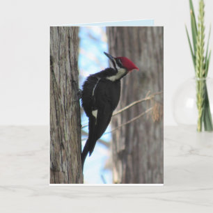 Female Pileated Woodpecker Greeting Card