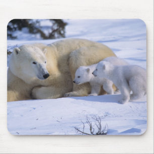 Female Polar Bear Lying Down with 2 coyscubs Mouse Mat