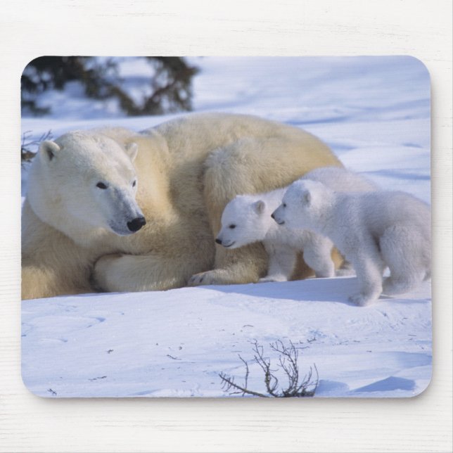 Female Polar Bear Lying Down with 2 coyscubs Mouse Mat (Front)