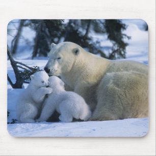Female Polar Bear Lying Down with 2 Cubs Mouse Mat