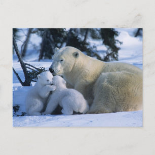 Female Polar Bear Lying Down with 2 Cubs Postcard