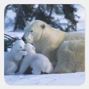 Female Polar Bear Lying Down with 2 Cubs Square Sticker