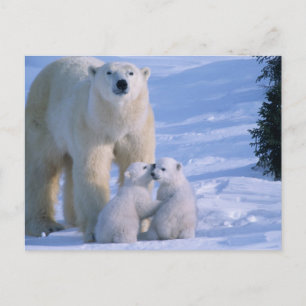 Female Polar Bear Standing with 2 Cubs at her Postcard