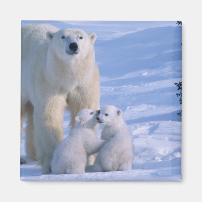 Female Polar Bear Standing with 2 Cubs Magnet (Front)