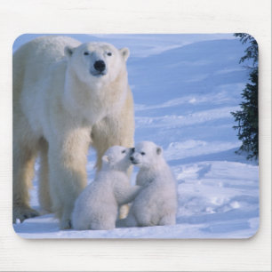 Female Polar Bear Standing with 2 Cubs Mouse Mat
