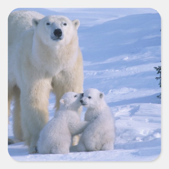 Female Polar Bear Standing with 2 Cubs Square Sticker (Front)