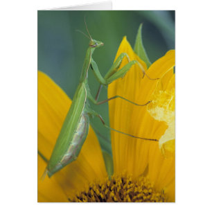 Female praying mantis