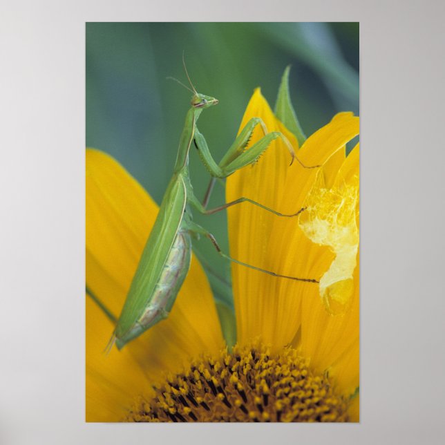 Female praying mantis with egg sac on poster (Front)