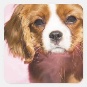 Female Puppy King Charles Spaniel Square Sticker