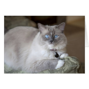 Female Ragdoll Cat