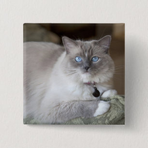 Female Ragdoll Cat 15 Cm Square Badge