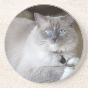 Female Ragdoll Cat Coaster