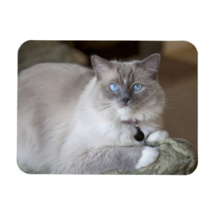 Female Ragdoll Cat Magnet