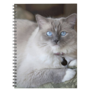 Female Ragdoll Cat Notebook