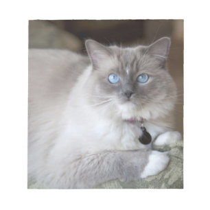 Female Ragdoll Cat Notepad