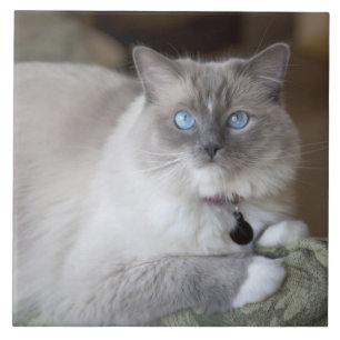 Female Ragdoll Cat Tile