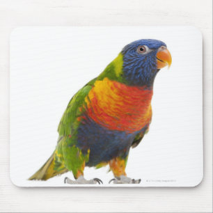 Female Rainbow Lorikeet - Trichoglossus Mouse Mat