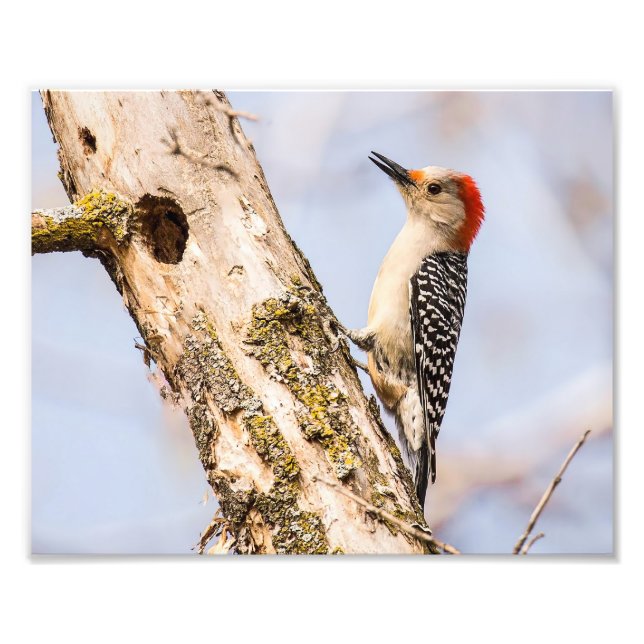 Female Red-bellied Woodpecker Photography Print (Front)