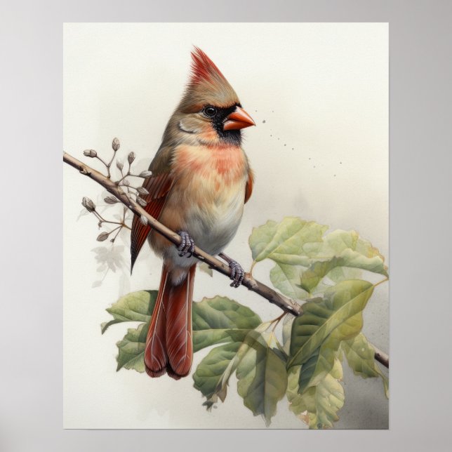 Female Red Cardinal Bird Art Print Poster (Front)
