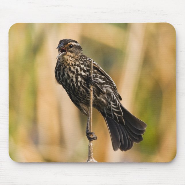 Female Red Winged Blackbird Mouse Mat (Front)