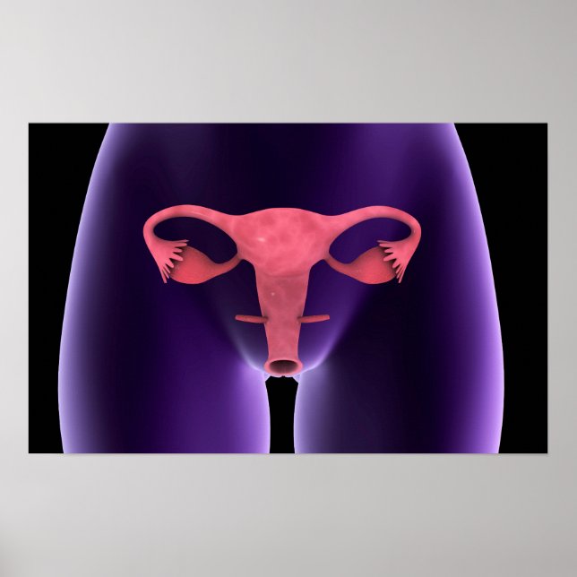 Female Reproductive Organ, X-Ray View 1 Poster (Front)