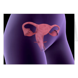 Female Reproductive Organ, X-Ray View 2