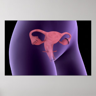 Female Reproductive Organ, X-Ray View 2 Poster