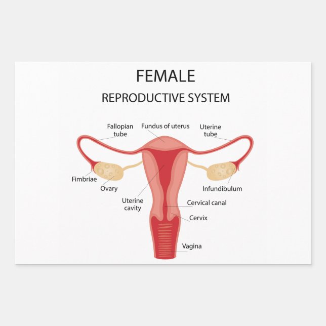 Female reproductive organs wrapping paper sheet (Front)