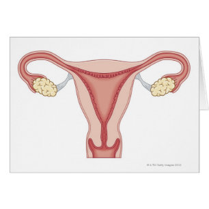 Female Reproductive System 2