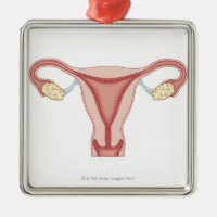 Female Reproductive System 2
