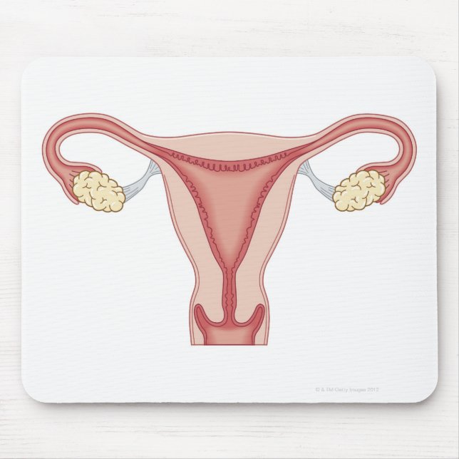 Female Reproductive System 2 Mouse Mat (Front)