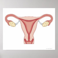 Female Reproductive System 2