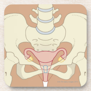 Female Reproductive System 3 Coaster