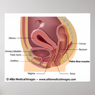 Female reproductive system labeled diagram. poster