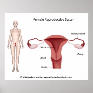 Female Reproductive System labeled Poster