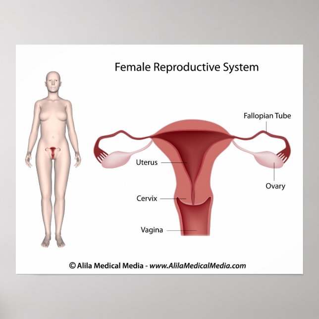 Female Reproductive System labeled Poster (Front)