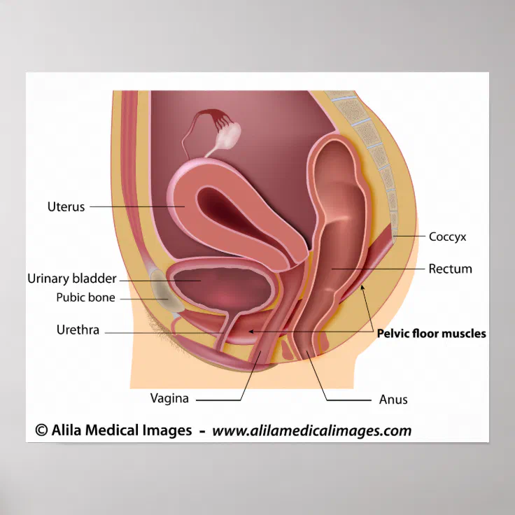 Female Reproductive System Labelled Diagram Poster Zazzle