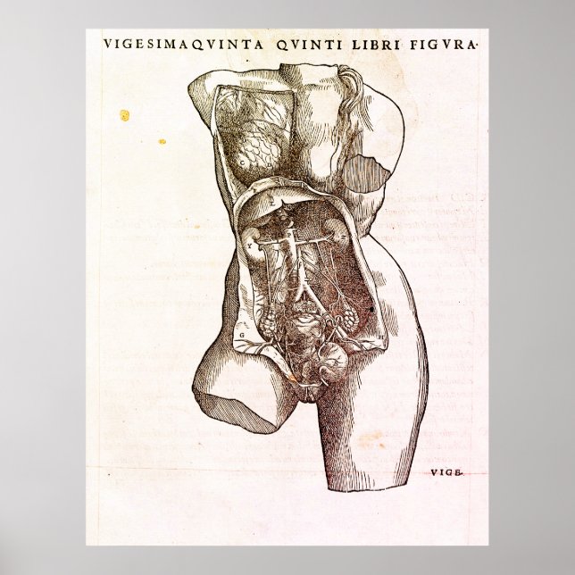 Female Reproductive System Medical Illustration Poster (Front)