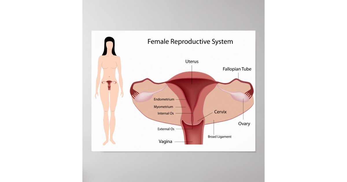Female Reproductive System Poster | Zazzle.co.uk