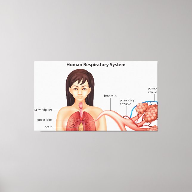 Female respiratory system   canvas print (Front)