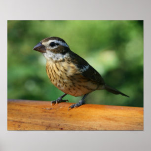 Female Rose-breasted Grosbeak bird print