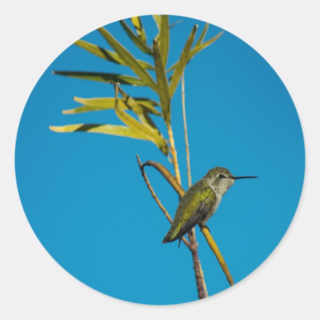 Female ruby-throat hummingbird on tree classic round sticker (Front)