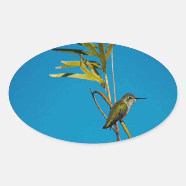 Female ruby-throat hummingbird on tree oval sticker (Front)