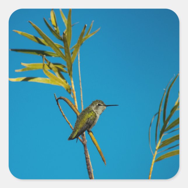 Female ruby-throat hummingbird on tree square sticker (Front)