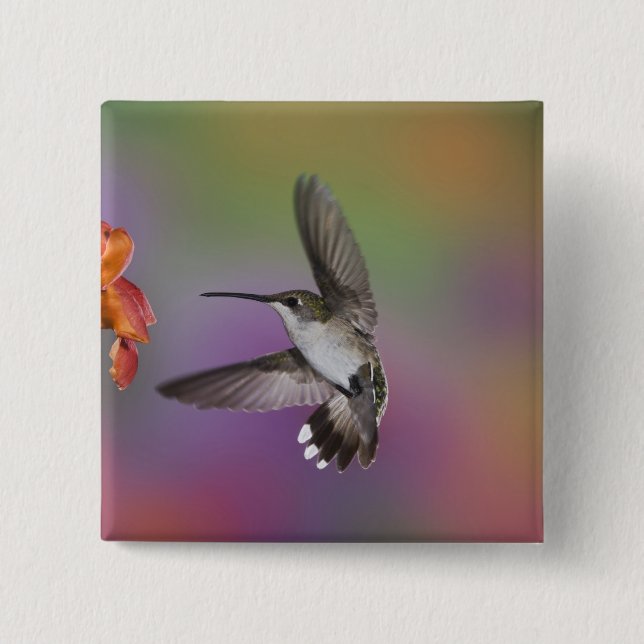 Female Ruby Throated Hummingbird in flight 15 Cm Square Badge (Front)