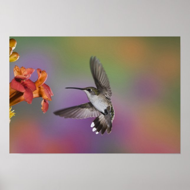Female Ruby Throated Hummingbird in flight, 2 Poster (Front)