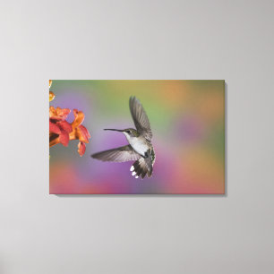 Female Ruby Throated Hummingbird in flight Canvas Print